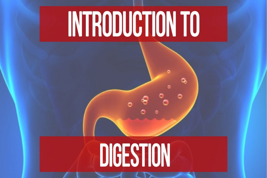 Digestion 101